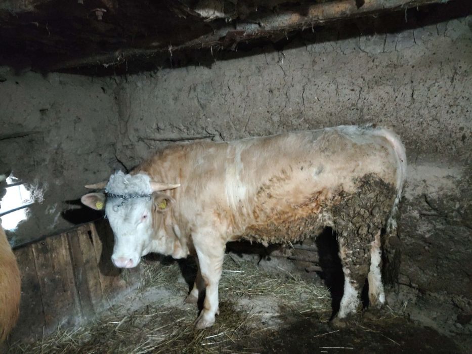 Bălțată Românească