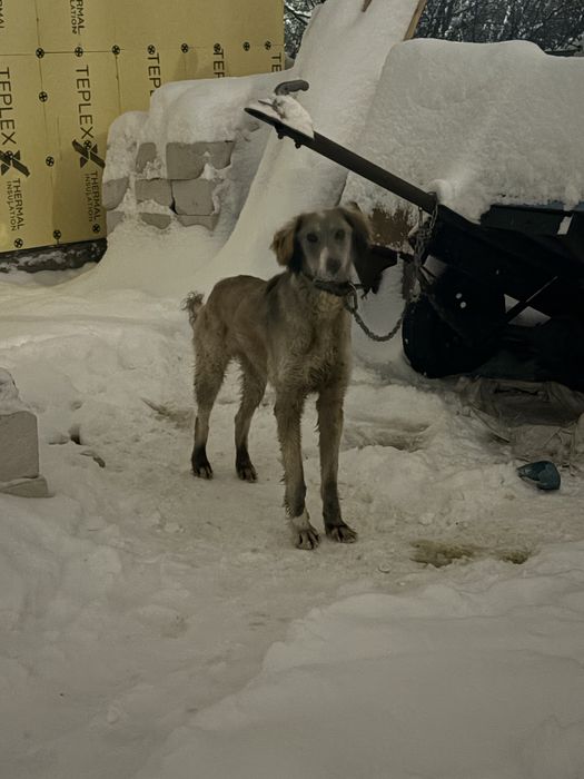 Тазы собака кобель Гончая собака
