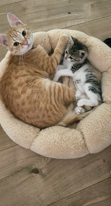 Pet sitter - cazare animale pisici, căței, animale exotice