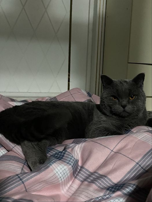 вязка British Shorthair