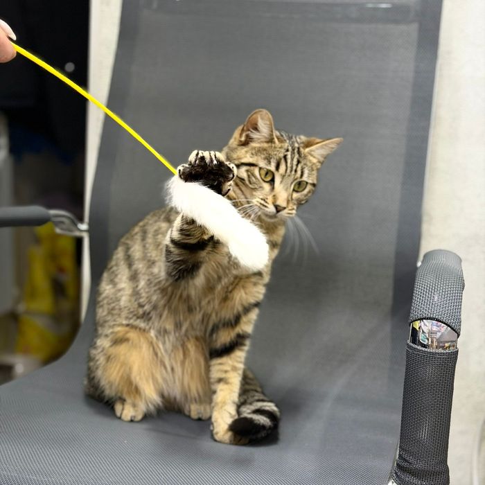 Кошка в добрые руки