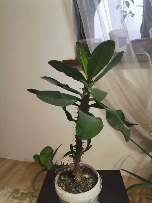 Молочай в пластиковом видре