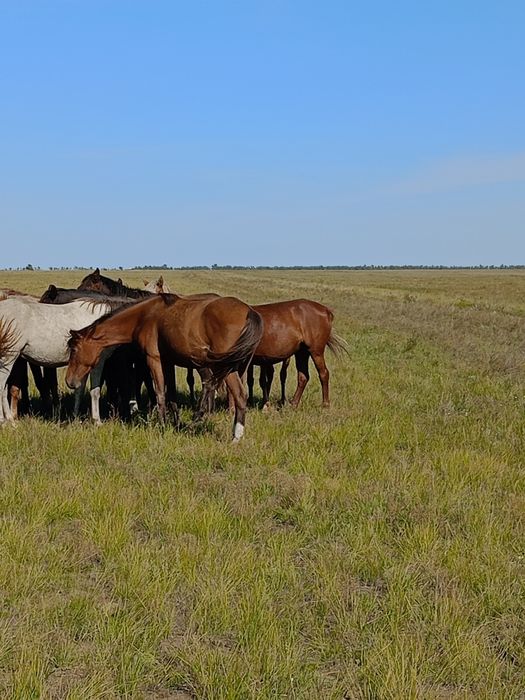 Продам лошадь семи летку