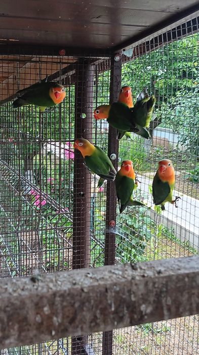 Papagali, canari si porumbei din crescătorie proprie