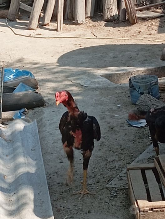 Xonaki tovuq sotiladi