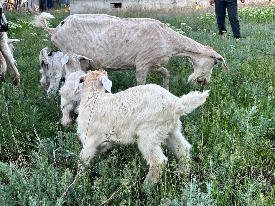 Ешкі сатылады, 2 лағымен