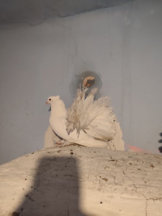Vând porumbei voltați indieni