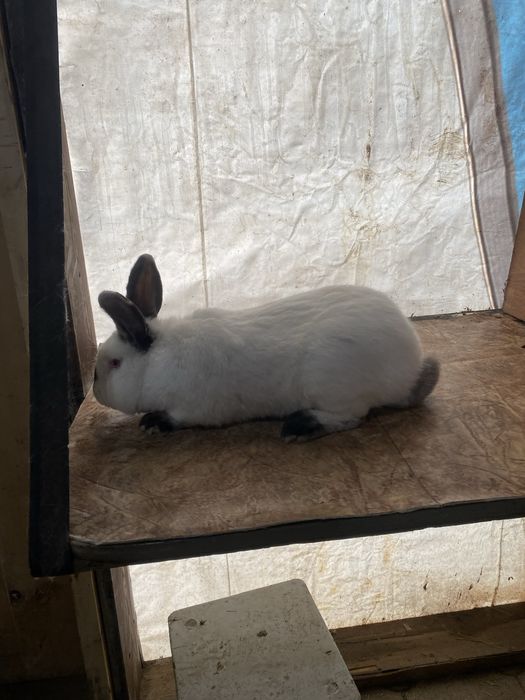 Продам кролов калифорния