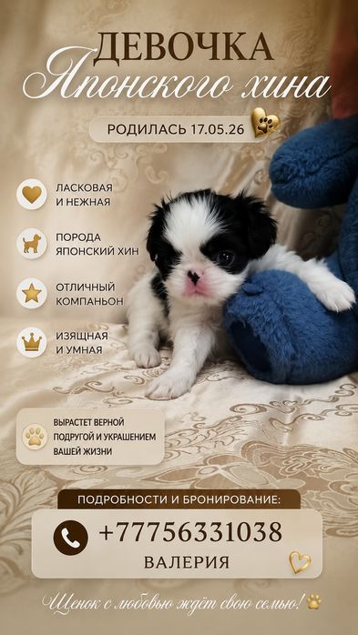 Девочка японского хина.
