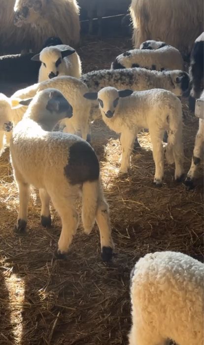 Miei din doi  de cateva zile