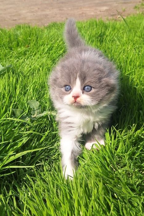 Mushukchalarimiz sotuvda