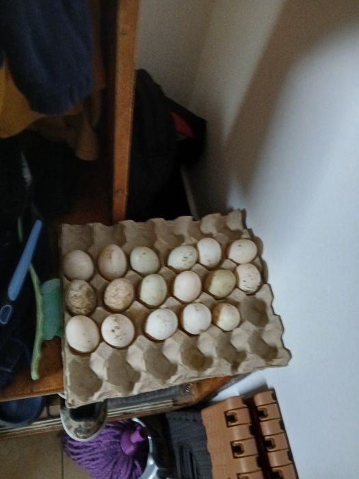 Rate indiene alergătoare, tinere și oua pt.incubat