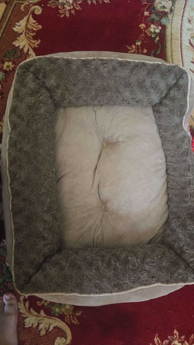 Vand accesorii pisicuta, patutul/lesa pot fi folosite pt catel