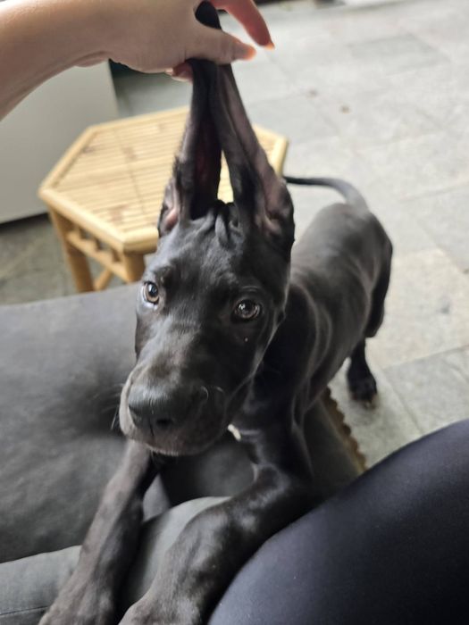Mascul Dog German  (great dane)4luni