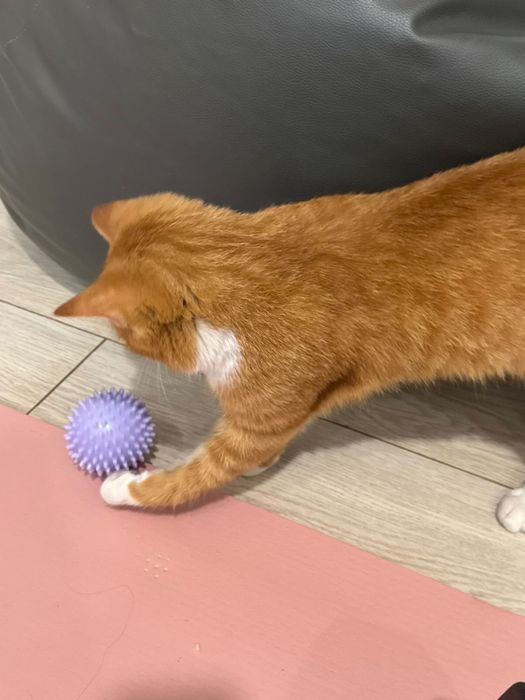 Отдам в хорошие руки кота