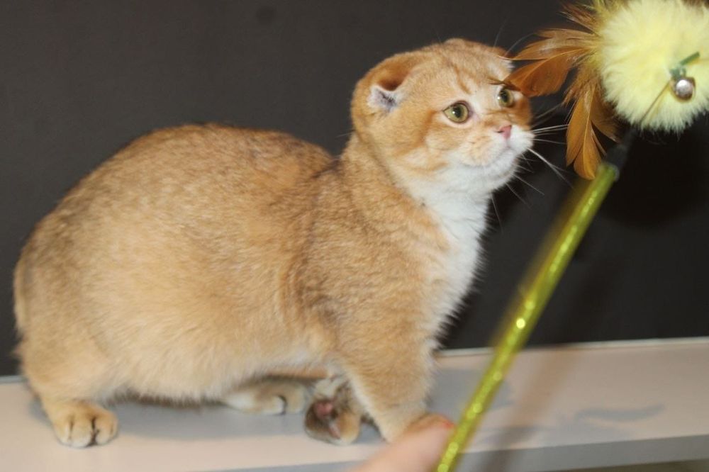 Манчкин котенок 6 месяцев
