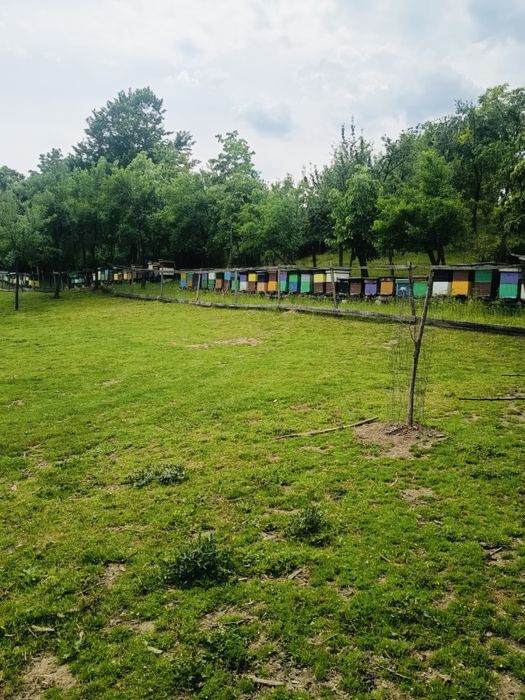 stupi și roi de albine