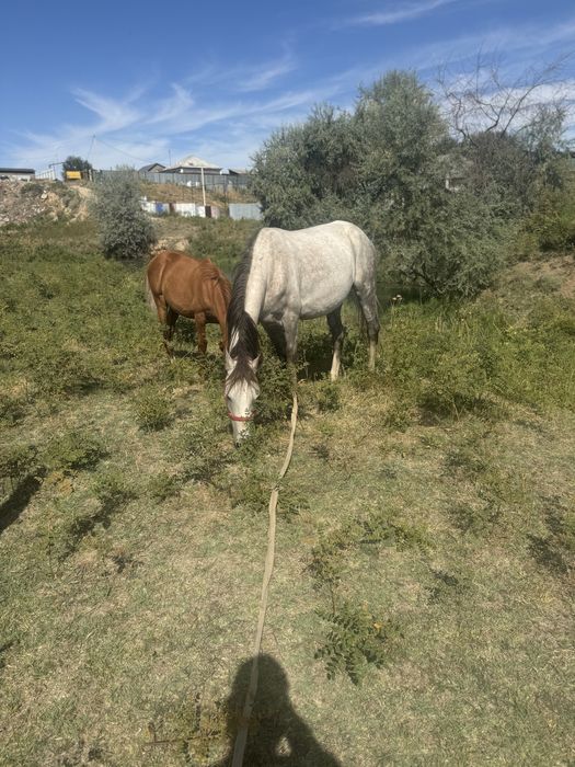 Продам кобылу с жеребенком