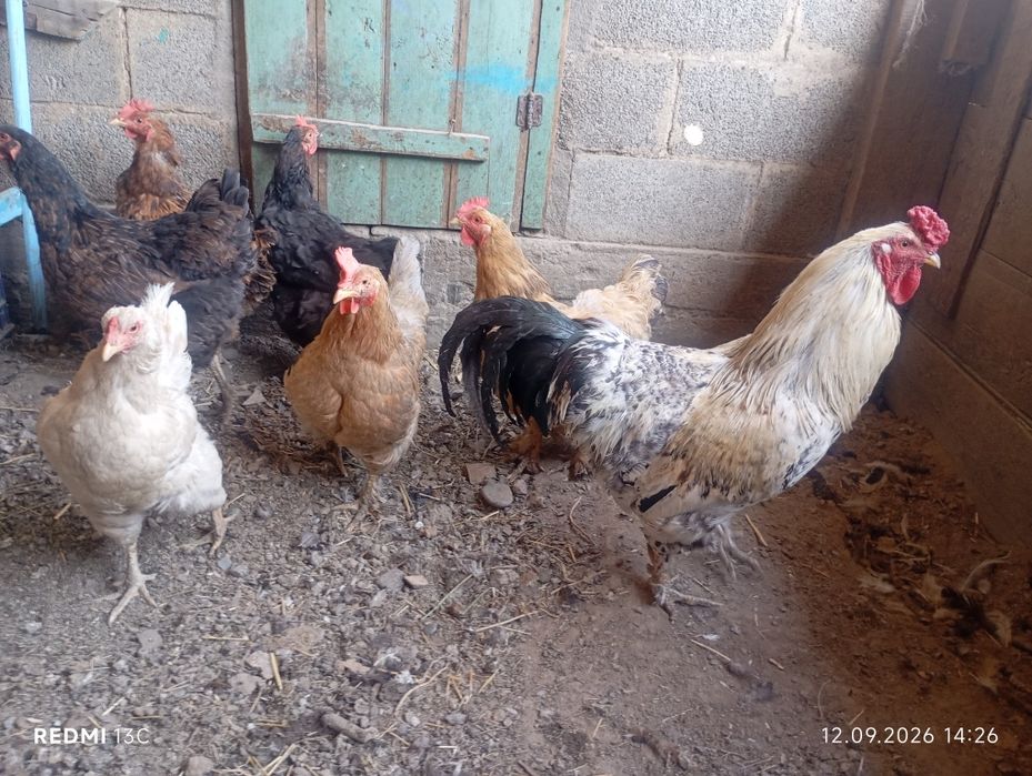 Брамы цыплята на продажу