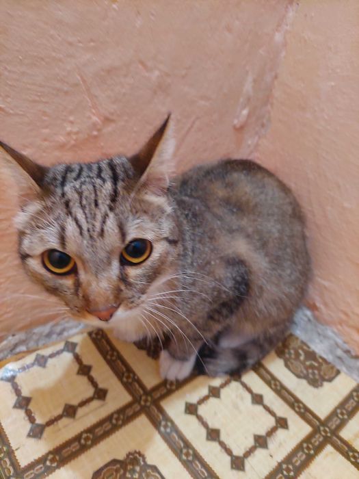 Отдам в добрые руки