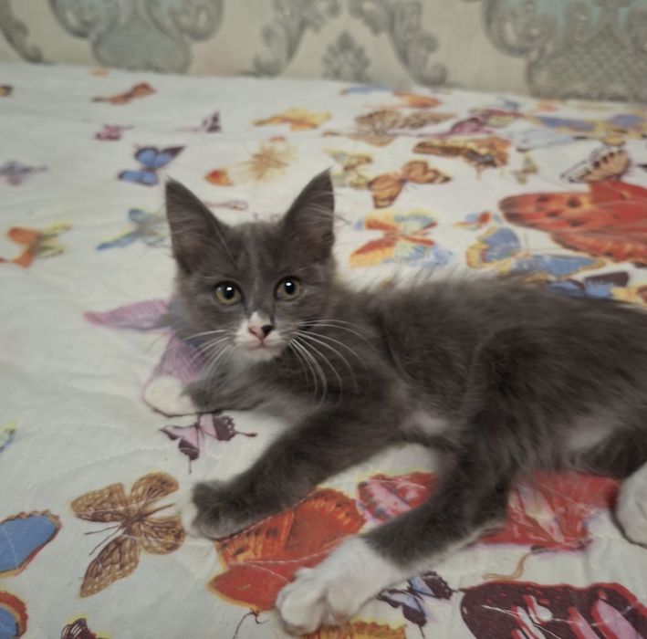 Котята хорошие руки
