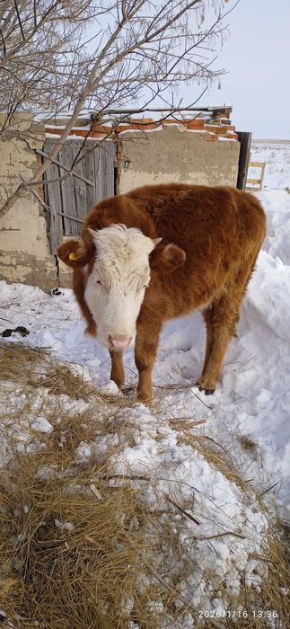 Продам телку годовалую