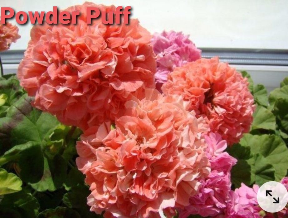 Продам герань