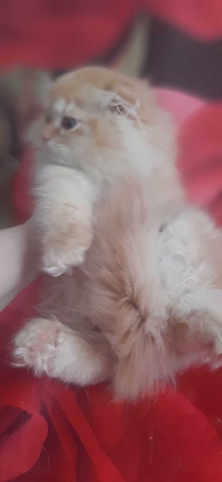 Чудесный шиншила мальчик скоттиш фолд