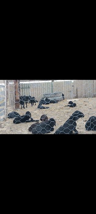 Гиссарский 1 апталық қозылар