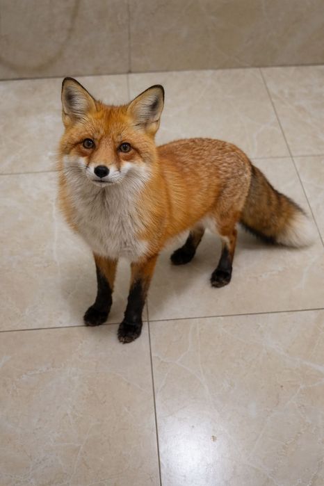 Лиса в туалете продаю