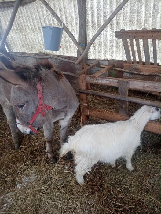 Vând măgar,o capră si o ieduță