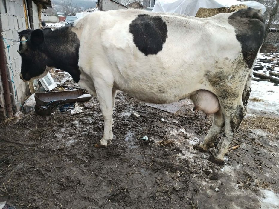 Vând una din cele doua vaci