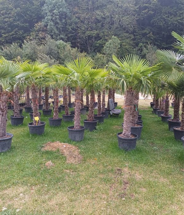 Palmieri rezistenti la iarna caliate garantat oferim garantie