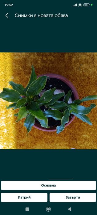 Цвете Зелена лилия 8 €; Зелена шефлера 40€; Драцена фрагранс 15€