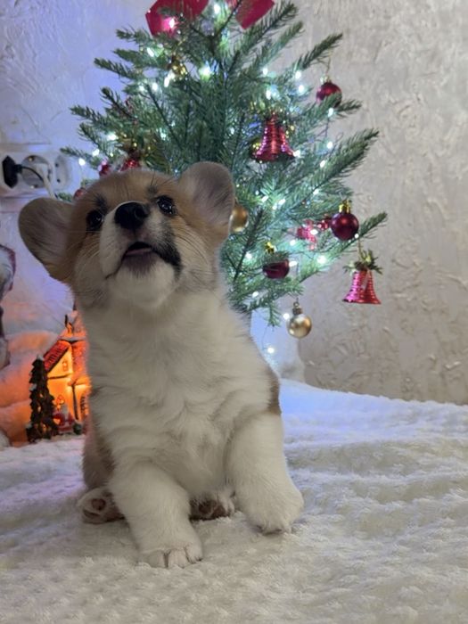 Корги, Вельш корги пемброк