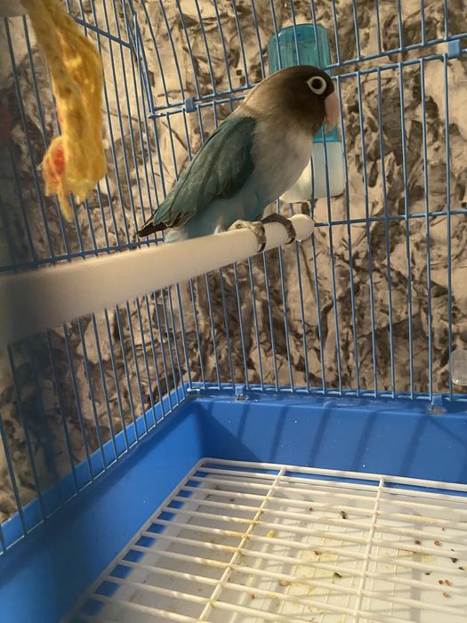 Попугай неразлучник с клеткой