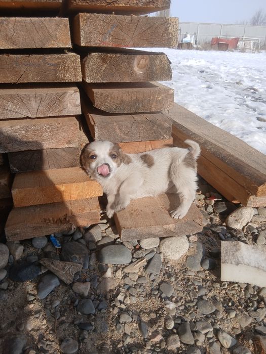 Девочка ищет дом