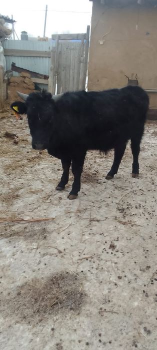 Бұқа сатылады 2жасар.