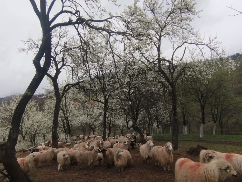 Vând 45 de oi     turcane