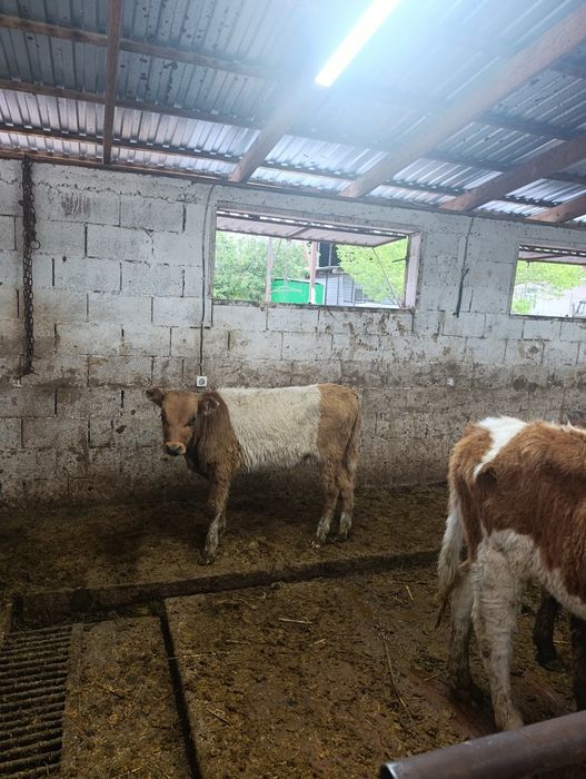 Продаётся бычок.