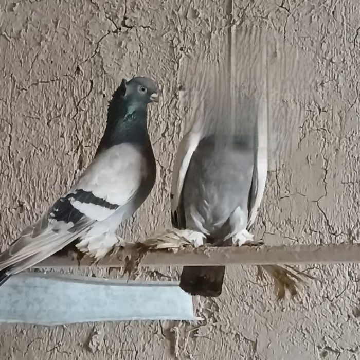 Голуби уды самец