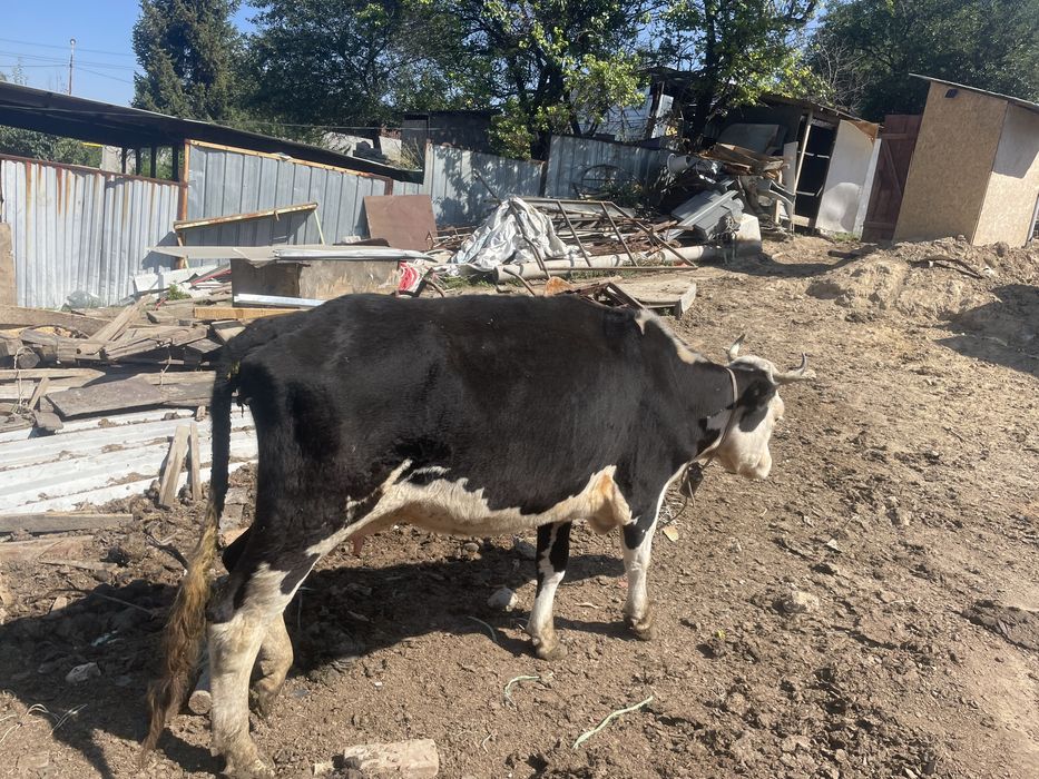 Продам корову молочная