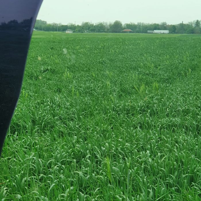 Ovaz negru pentru cai  soi Italienesc