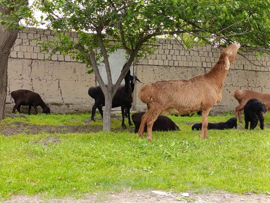Арашанг она бола куй