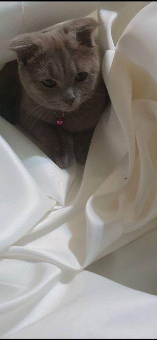 Срочно продам кошку вислоухая девочка