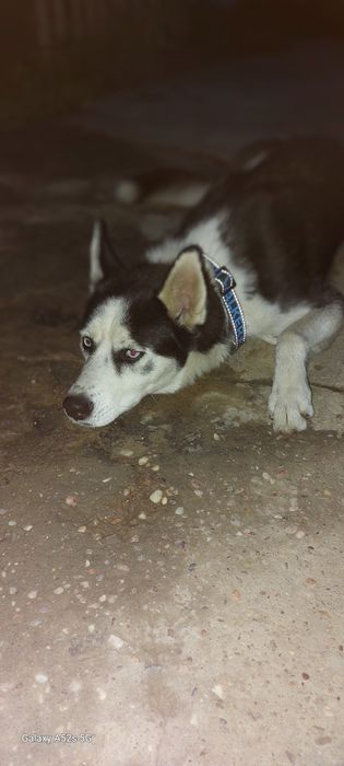 Ofer spre adopție responsabilă – Husky Siberian, 3 ani, femelă – Maya