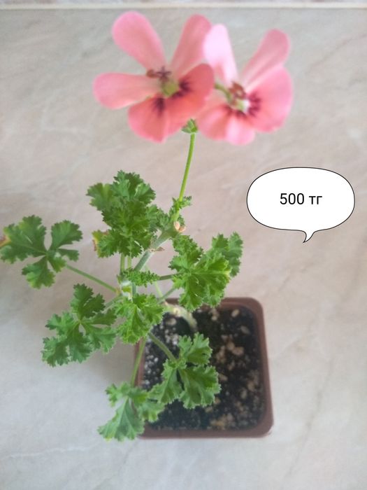 Продам комнатные растения