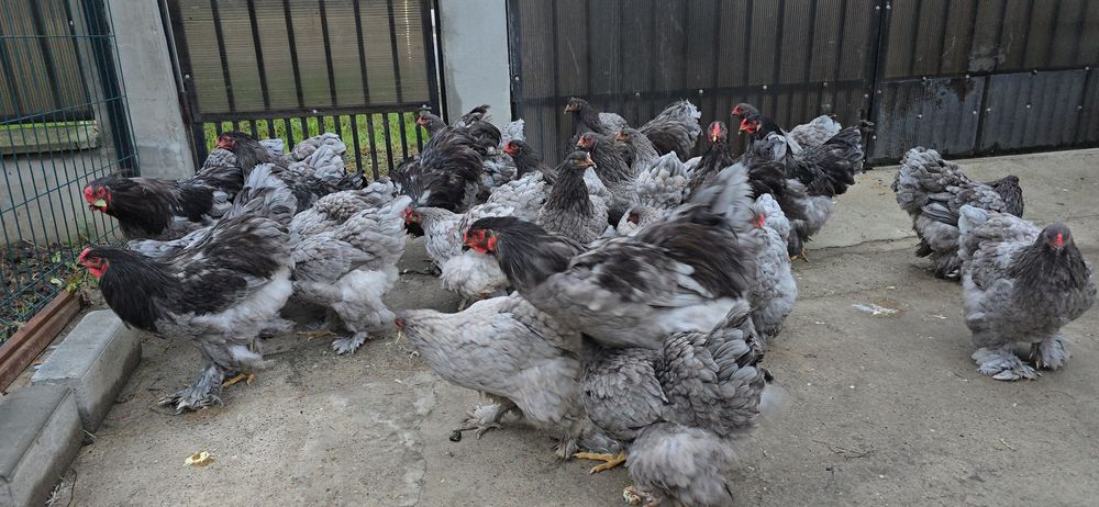 Brahma Albastru tineret si adulte