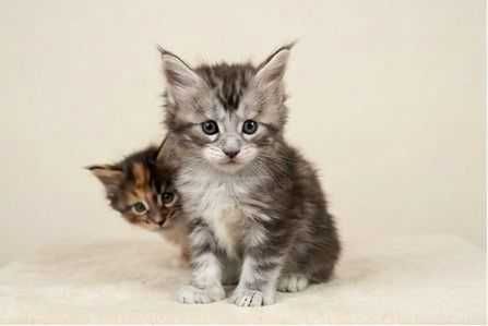 Котята Мейн-кун. Редкие полидакты и классика. Бронь.