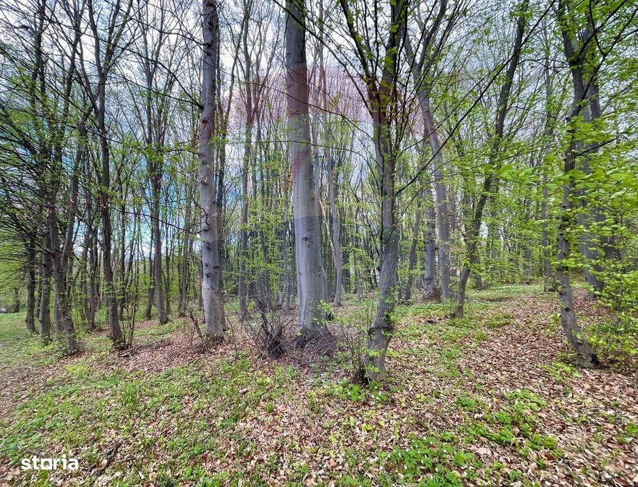 Teren cu suprafata de 10.000 mp I Faget